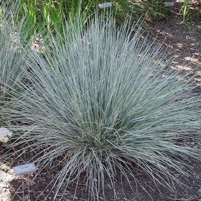 овсяница сизая