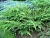 микробиота перекрестнопарная / microbiota decussata