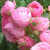 Роза спрей Пинк Морсдаг (Pink Morsdag) роза спрей пинк морсдаг (pink morsdag)