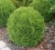 Туя западная Даника / Thuja occidentalis Danica туя западная даника / thuja occidentalis danica