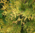 туя западная голден брабант / thuja occidentalis golden brabant