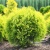Туя западная Даника Ауреа / Thuja occidentalis Danica Aurea туя западная даника ауреа / thuja occidentalis danica aurea