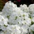 флокс метельчатый white