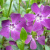 Барвинок малый Atropurpurea барвинок малый atropurpurea