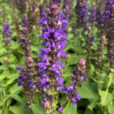 шалфей дубравный / salvia nemorosa salvatore blue