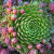 Молодило отпрысковое / Sempervivum soboliferum молодило отпрысковое / sempervivum soboliferum