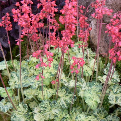 гейхера гибридная dew drops / дью дропс