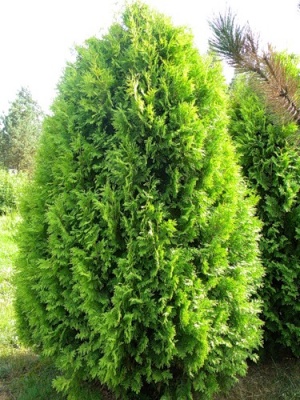 туя западная холмструп  / thuja occidentalis holmstrup